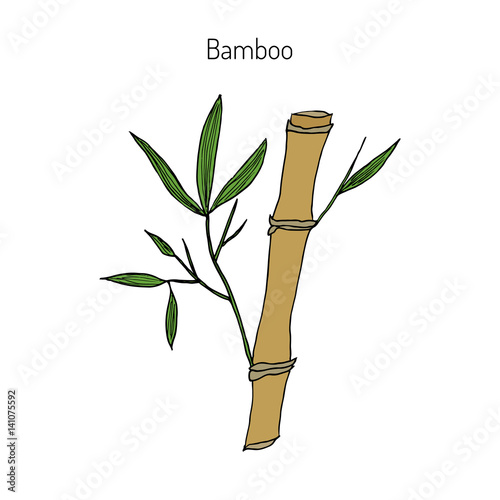 Bamboo branch with leaves