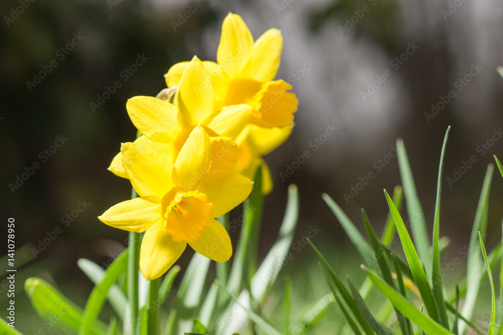 Narzissen in der Frühjahrsonne vor dunklem Hintergrund Narzissen in der Frühjahrsonne vor dunklem Hintergrund