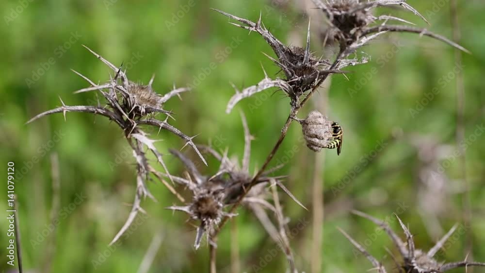 a Wasp working on its nest on a dry thistle in nature