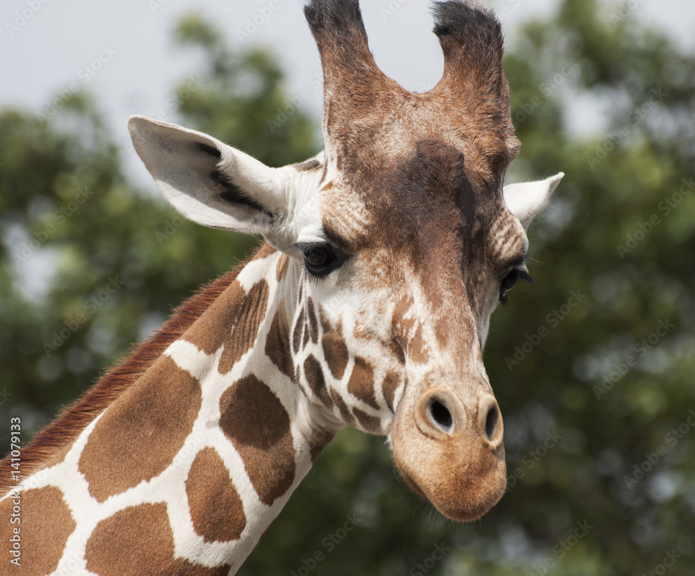 Head of a giraffe close up against a background of green trees and blue sky Head of a giraffe close up against a background of green trees and blue sky
