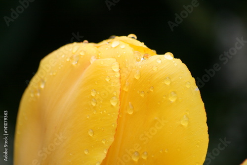 gelbe Tulpe mit Tropfen