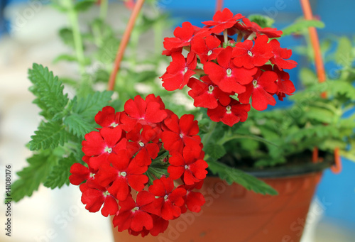 SPRING FLOWERS  photo