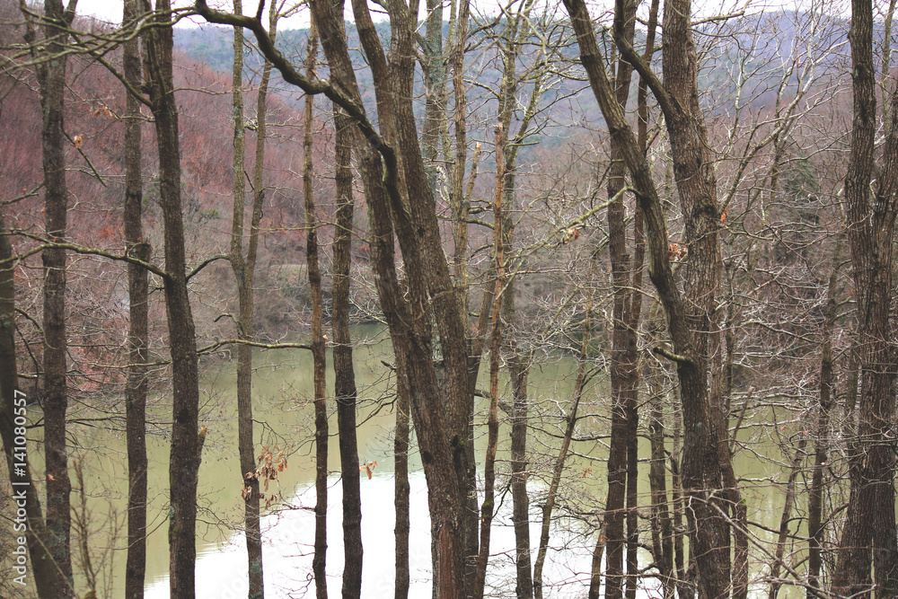 Fototapeta premium Trees