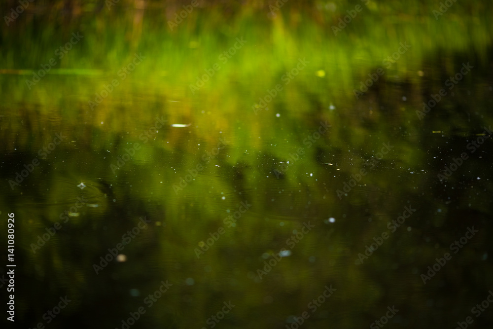 The water surface in which the coastal reeds are reflected The water surface in which the coastal reeds are reflected