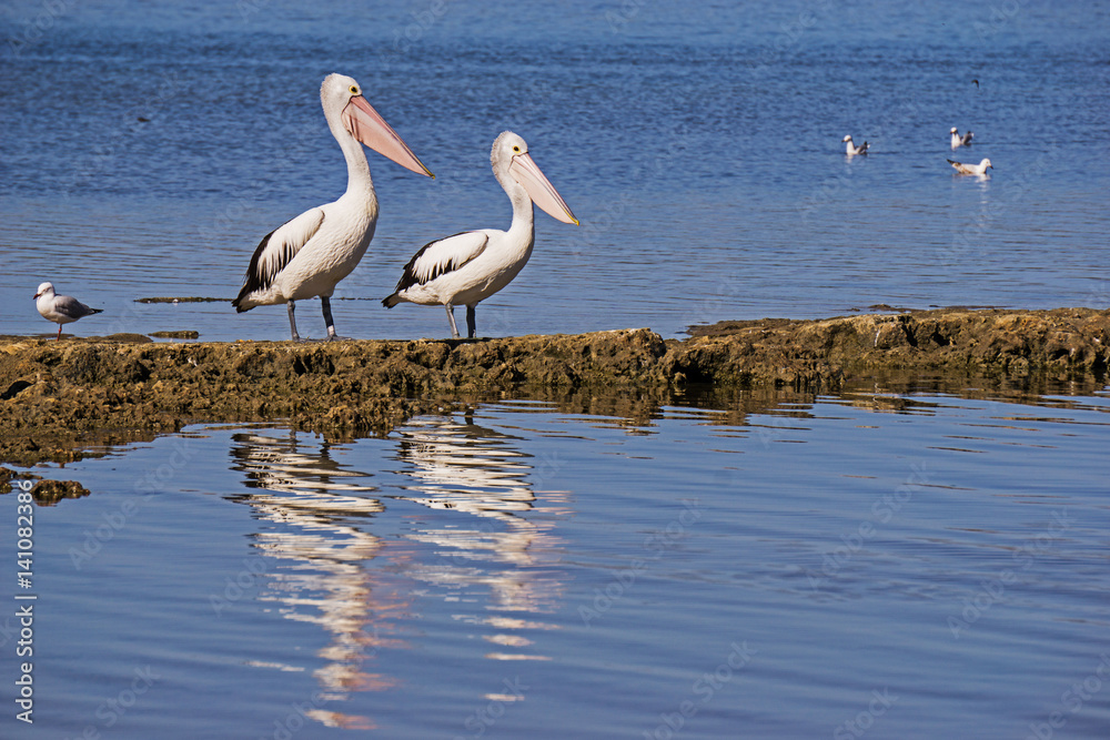 Australian Pelicans(Pelecanus conspicillatus) & gulls on the top lake of the Coorong