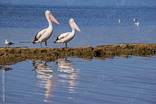 Australian Pelicans(Pelecanus conspicillatus) & gulls on the top lake of the Coorong