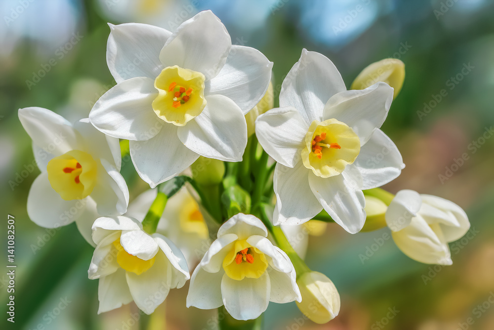 Fototapeta premium 水仙の花