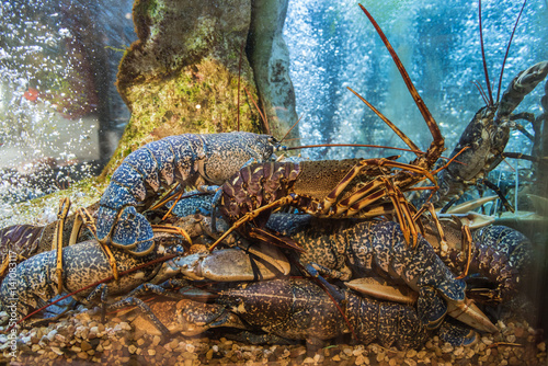 Group of lobsters in the aquarium in the restaurant