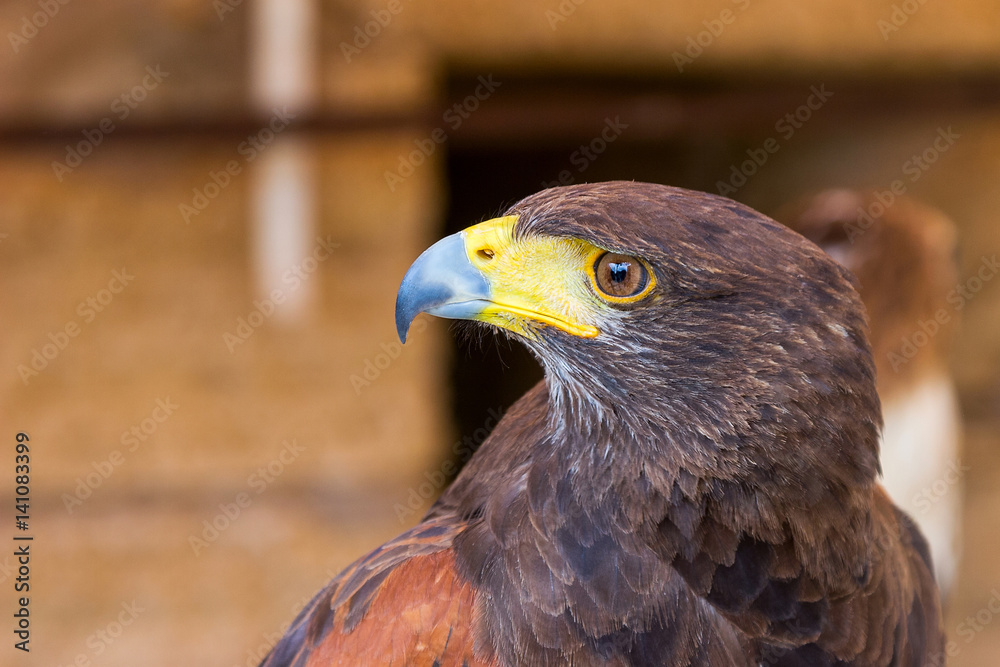 Fototapeta premium portrait golden eagle With blue beak
