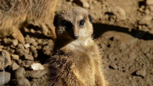 Cute meerkat suricate face looking around in the desert- Suricata suricatta photo