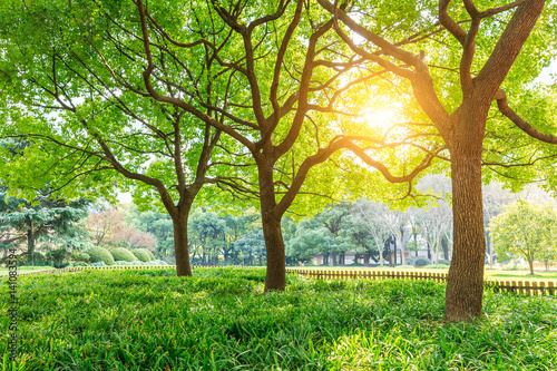 Fototapeta Naklejka Na Ścianę i Meble -  Green tree in Shanghai City Park