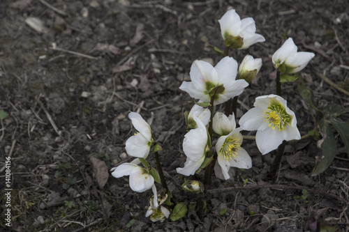 Winter roses, heralds of spring