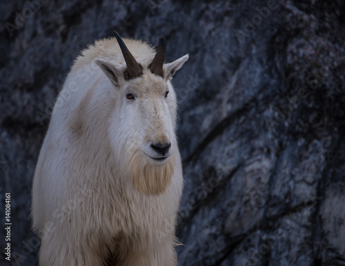 Mountain goat in the winter close up