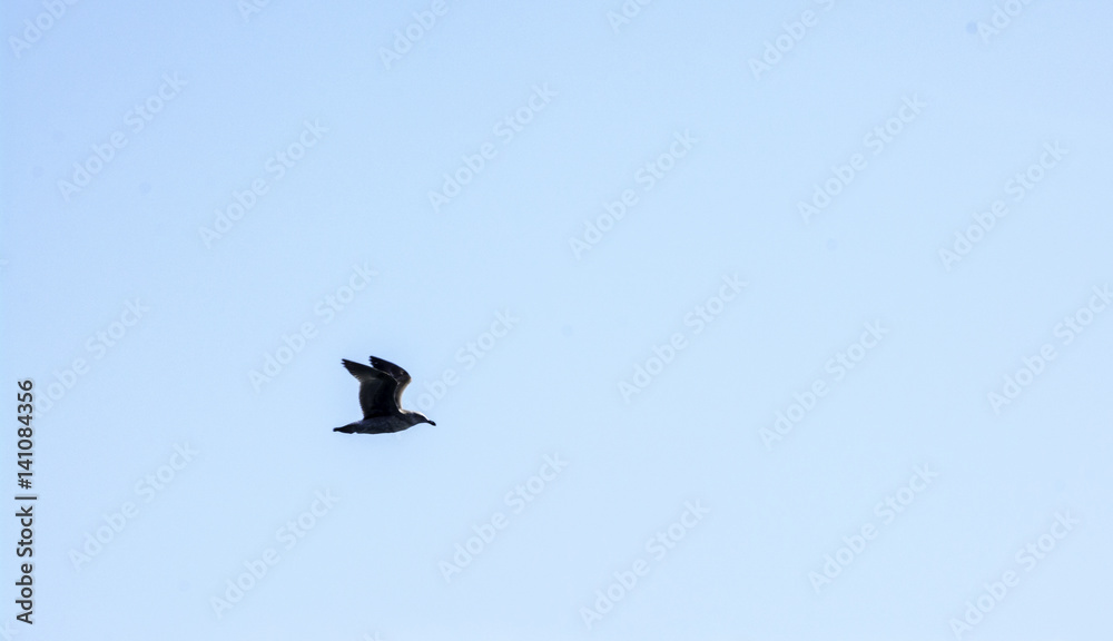 Obraz premium Pelican in flight