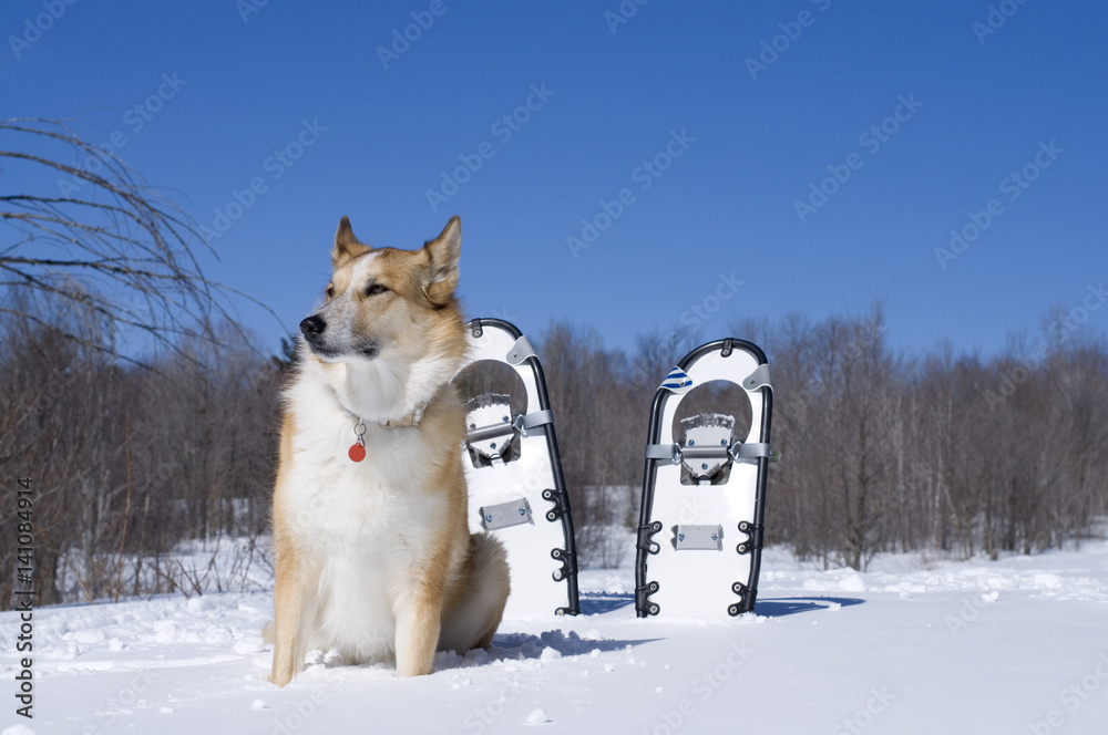 Beautiful Dog and Snowshoes with Snow and Blue sky Beautiful Dog and Snowshoes with Snow and Blue sky