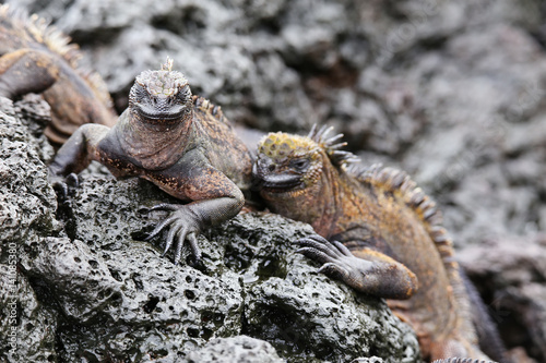 Marine iguanas on Santiago Island in Galapagos National Park  Ecuador