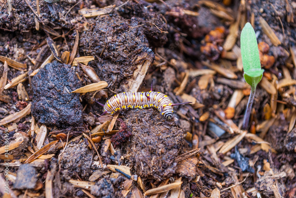 Closeup to Larva Plain Tiger Butterfly Caterpillar, Danaus Chrysippus