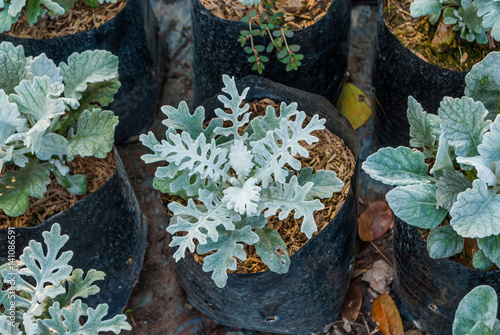 Fotografie Closeup to Dusty Miller Plant, Senecio Cineraria DC.
