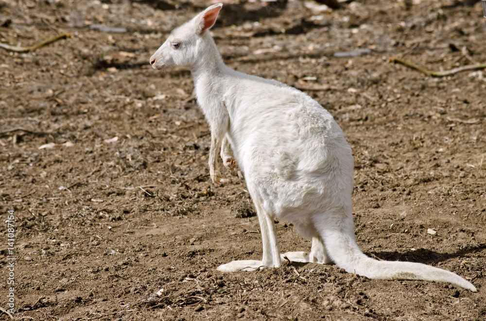 albino eastern grey kangaroo