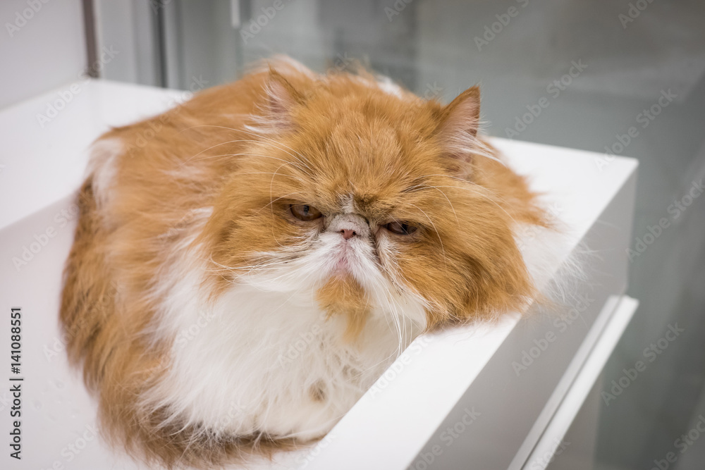 Angry Closeup Cat Portrait