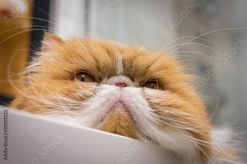 Angry Closeup Cat Portrait