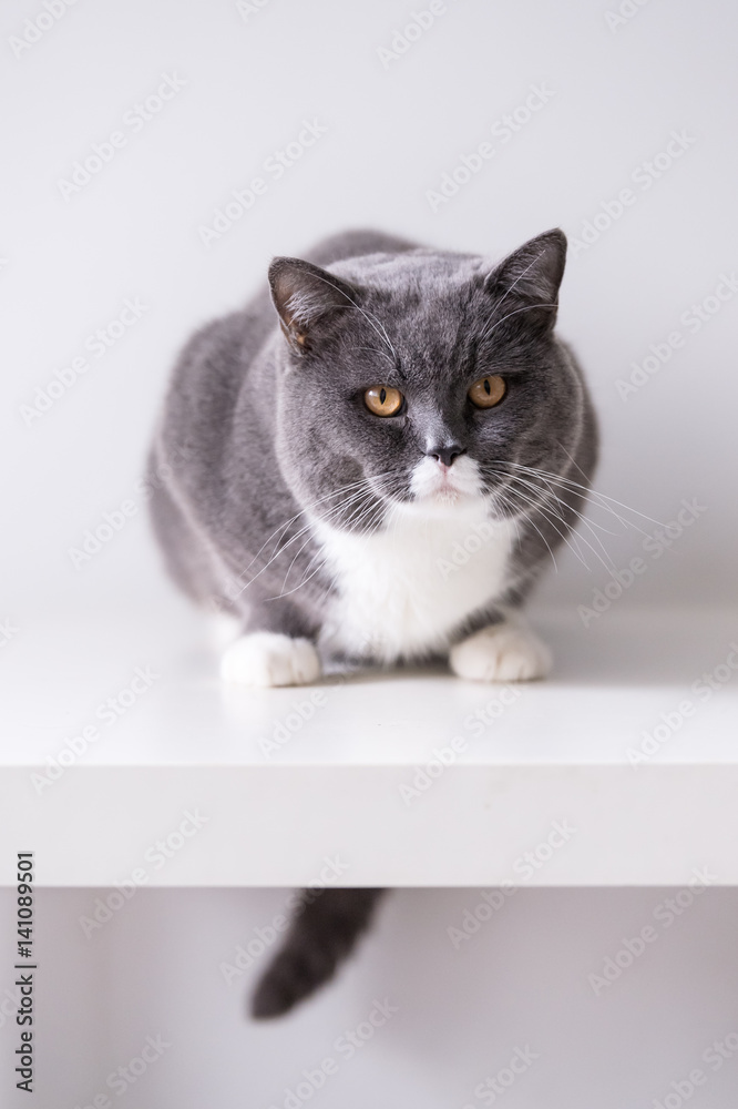 The gray British cat