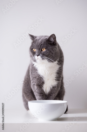 The gray British cat © chendongshan