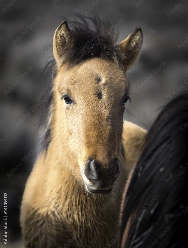 Fototapeta premium Nevada Wild Mustang