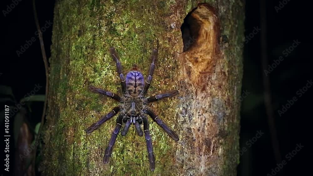 A HUGE Malaysian Earth Tiger Tarantula retreats to her tree burrow in the jungles of Borneo. Similar to Cyriopagopus thorelli, this unidentified species is beautifully colored in pink, purple & blue.