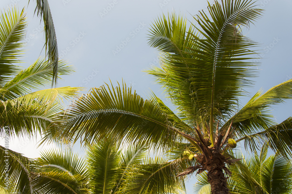 Green coconut palms on the beach