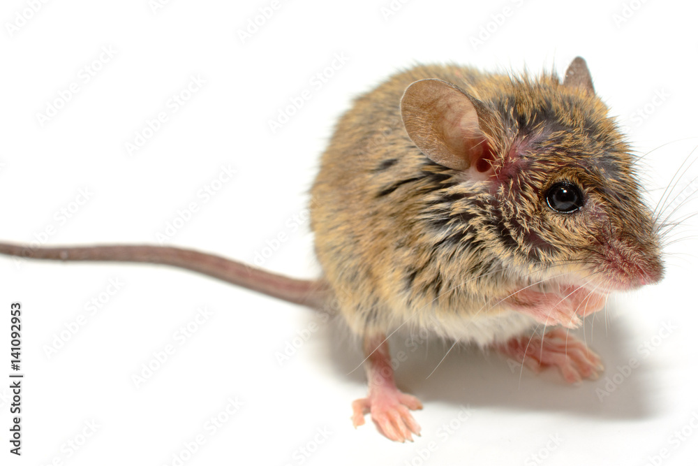 house mouse (Mus musculus) on white background house mouse (Mus musculus) on white background