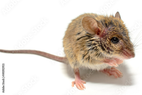 house mouse (Mus musculus) on white background