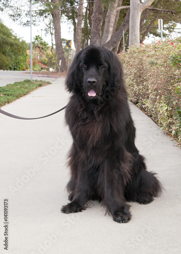 Extra large black newfoundland dog tethered to leash sits on sidewalk © mariedolphin