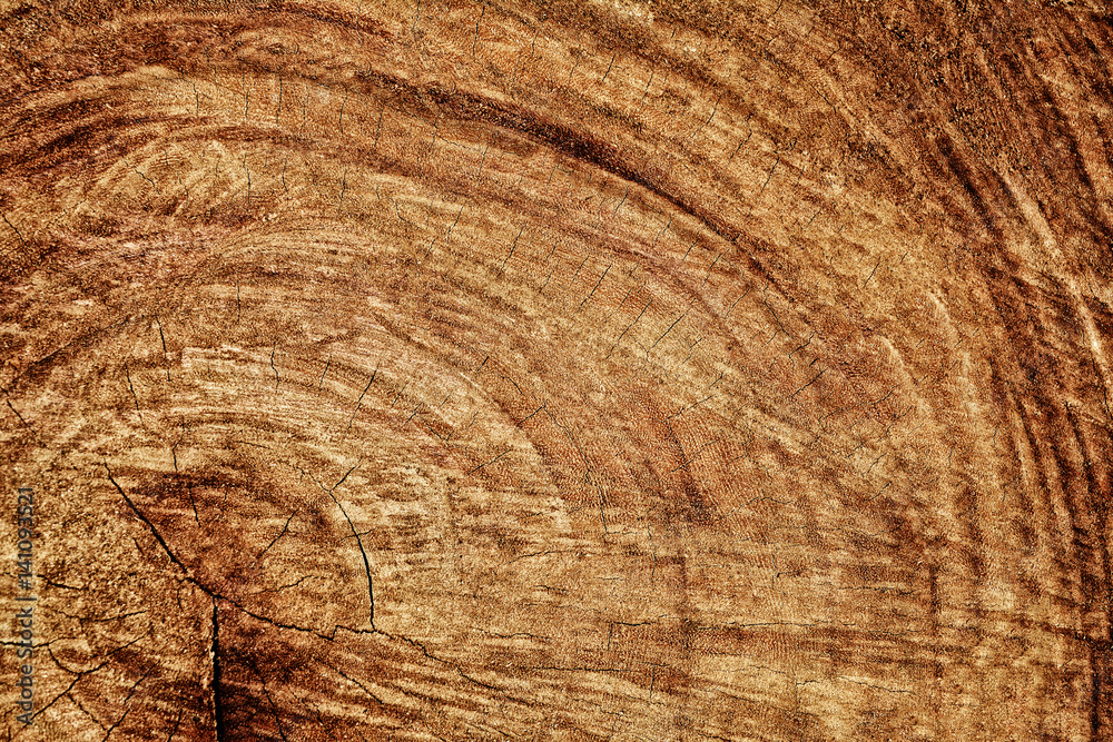 Naklejka premium tree bark wood texture background