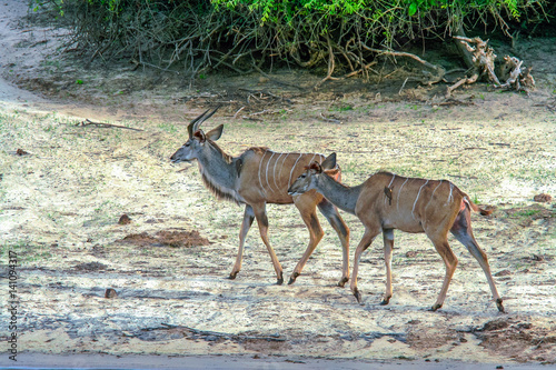 Kudu (Tragelaphus) Grazing in Chobe Park , Botswana