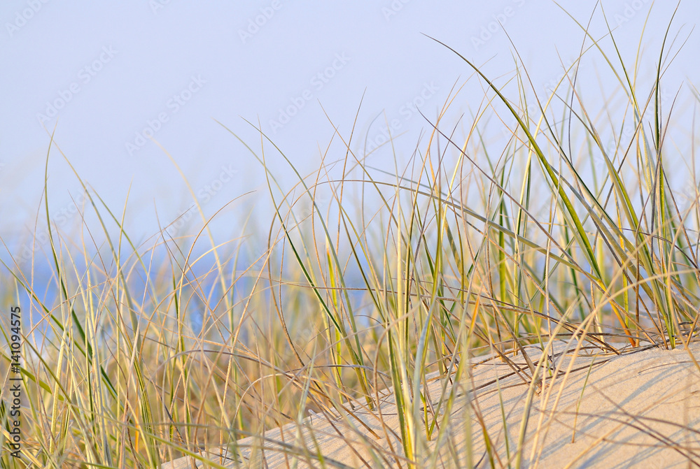 Beach dune grass with soft sunlight glow.