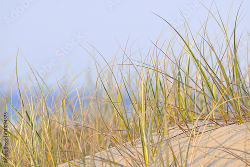 Beach dune grass with soft sunlight glow.