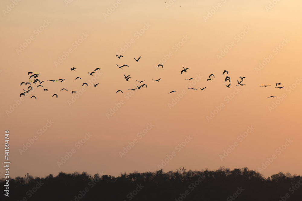 silhouettes of birds flying with sunset sky go home
