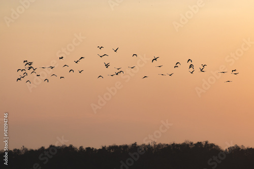 silhouettes of birds flying with sunset sky go home