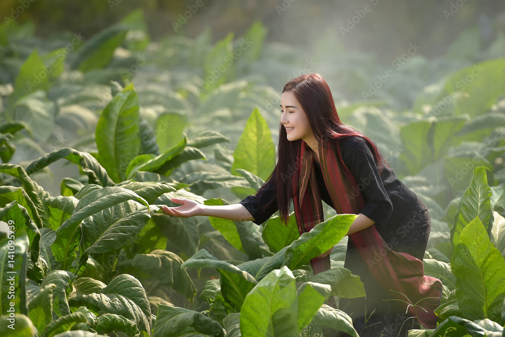 Agricultural tobacco farm Agricultural tobacco farm