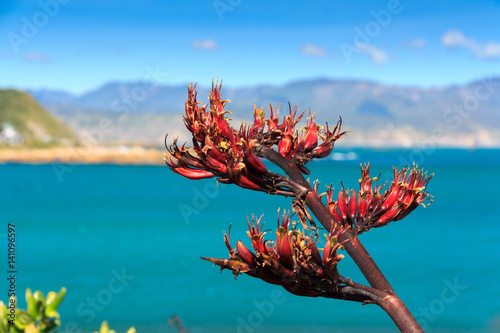 sea and hills landscape with red flax flowers. Location: New Zealand Aotearoa, capital city Wellington, North Island.