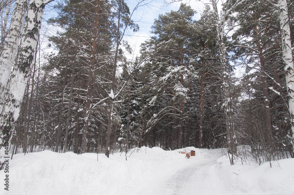 Obraz premium The way in snow forest in Russia