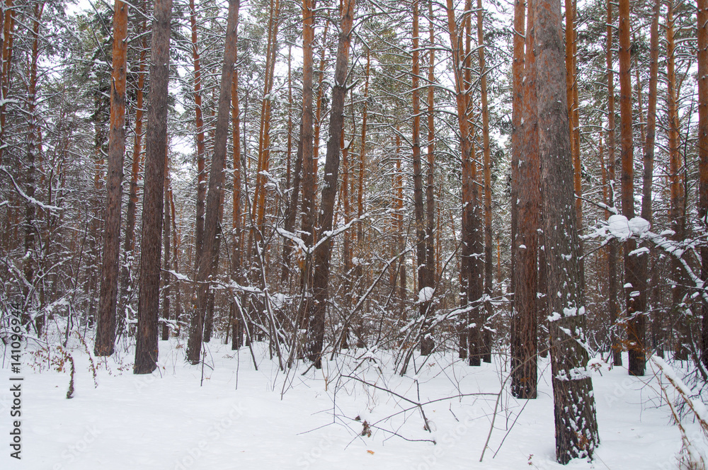 Fototapeta premium Winter forest in Russia