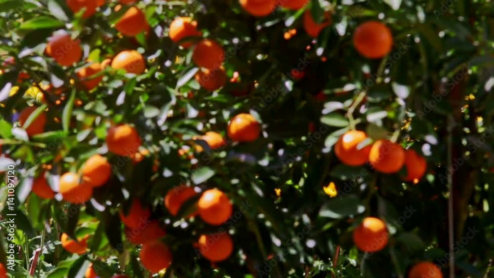 Mandarins with Sun Brightness on Sides Wind Shakes Leaves Mandarins with Sun Brightness on Sides Wind Shakes Leaves