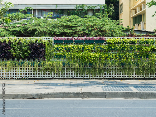 Fence and Ornamental plants