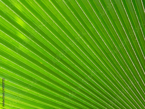 Palm leaves background