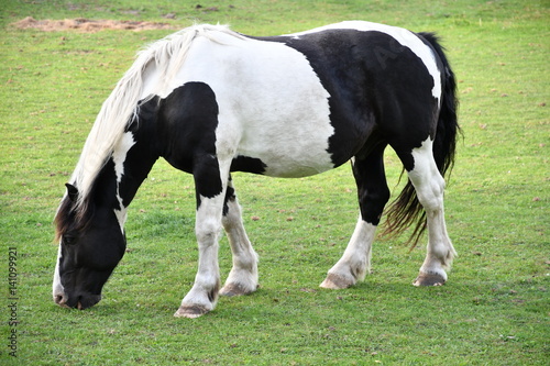 Pferd mit schwarzweissem Fell und dem Aussehen einer Kuh steht auf der Weide