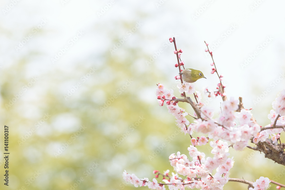 Fototapeta premium メジロと梅 