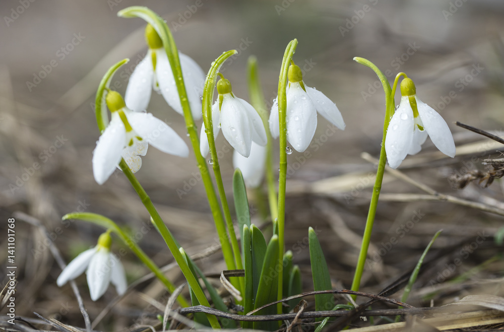 small group of primroses snowdrops on the ground in forest small group of primroses snowdrops on the ground in forest