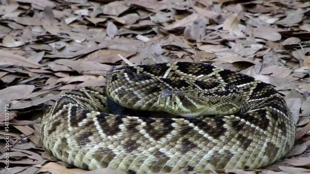 Eastern Diamondback Rattlesnake (Crotalus adamanteus) in Florida Eastern Diamondback Rattlesnake (Crotalus adamanteus) in Florida